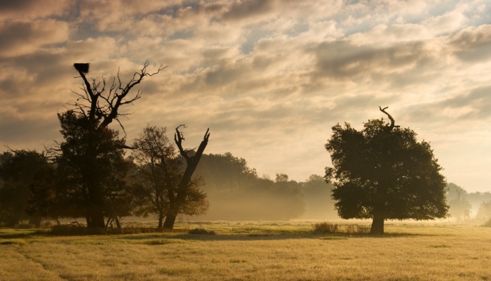 Skupinka solitérních dubů u Černých luk.