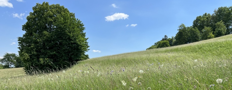 Vyhlašujeme navazující 12. výzvu v Operačním programu Životní prostředí – Zjednodušené metody vykazování v Projektovém schématu AOPK ČR