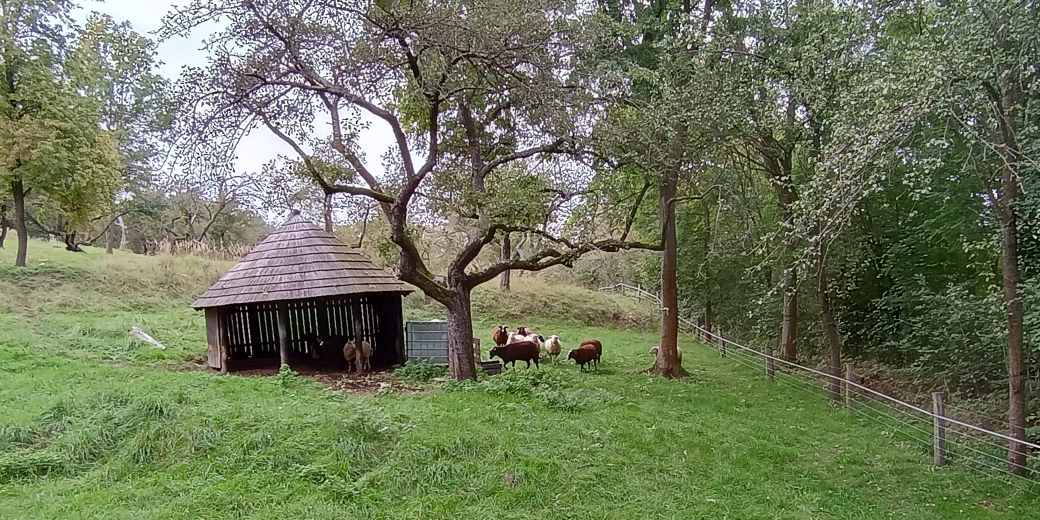 Ovce u přístřešku umístěném na pastvině se stromy.