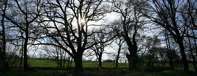 Siluety stromů bez listí proti nebi.