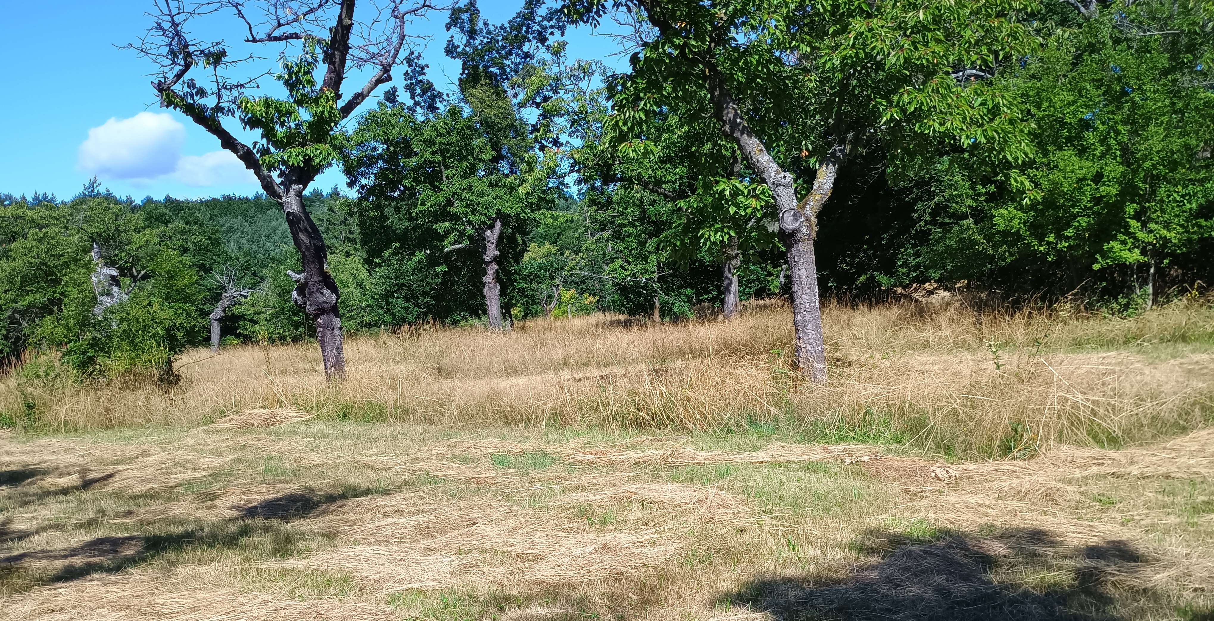 Sečení na Kosíři