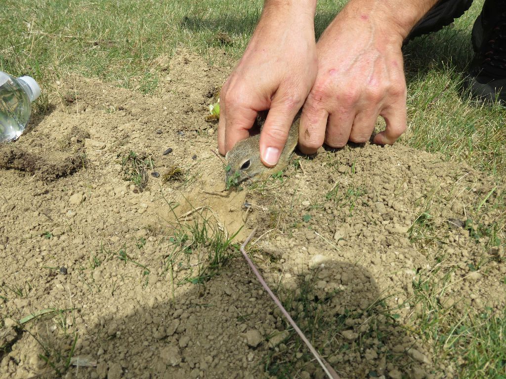 Vypuštění sysla do připraveného základu nory, autor: Jitka Matoušová