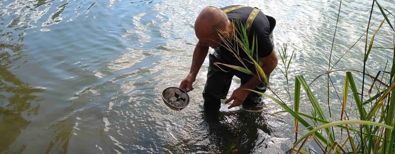Pracovník ochrany přírody oblečený do broďáků v rybníku loví se sítkem drobné vodní živočichy.