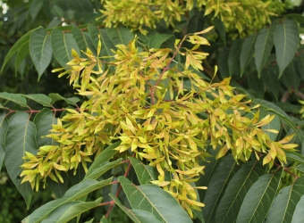 Pohled na trs semen pajasanu žláznatého.