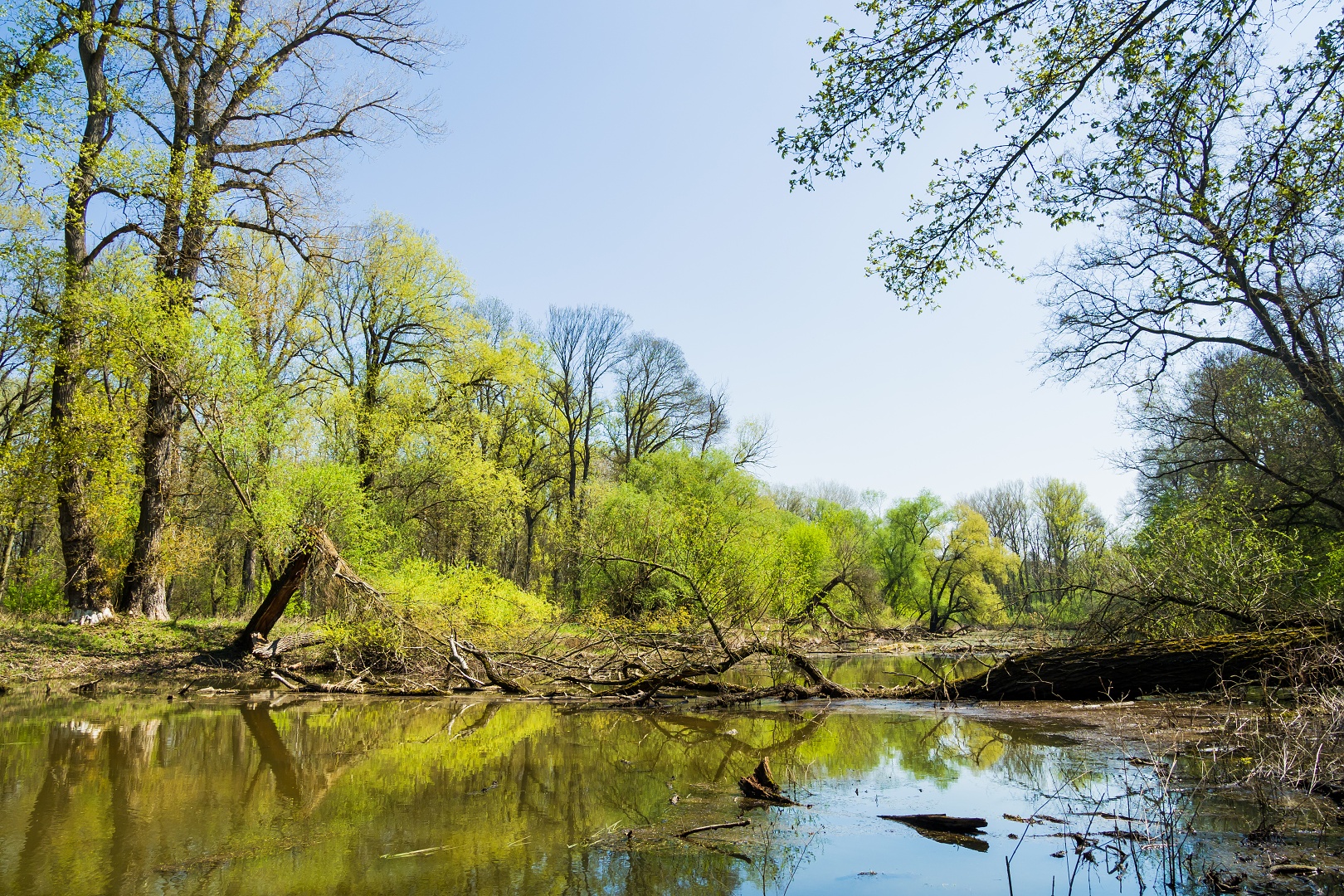 Body of water and bottomland forest in Soutok PLA, author: Jan Miklín