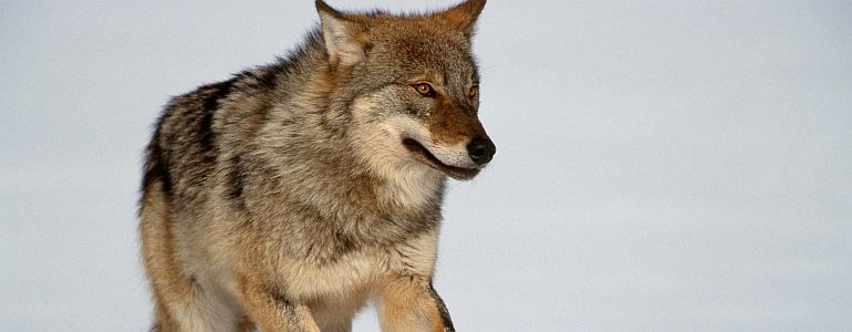 Protecting the Livestock from the Wolf, photo: Staffan Widstrand