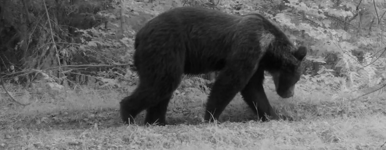 Medvěd hnědý zachycený fotopastí.