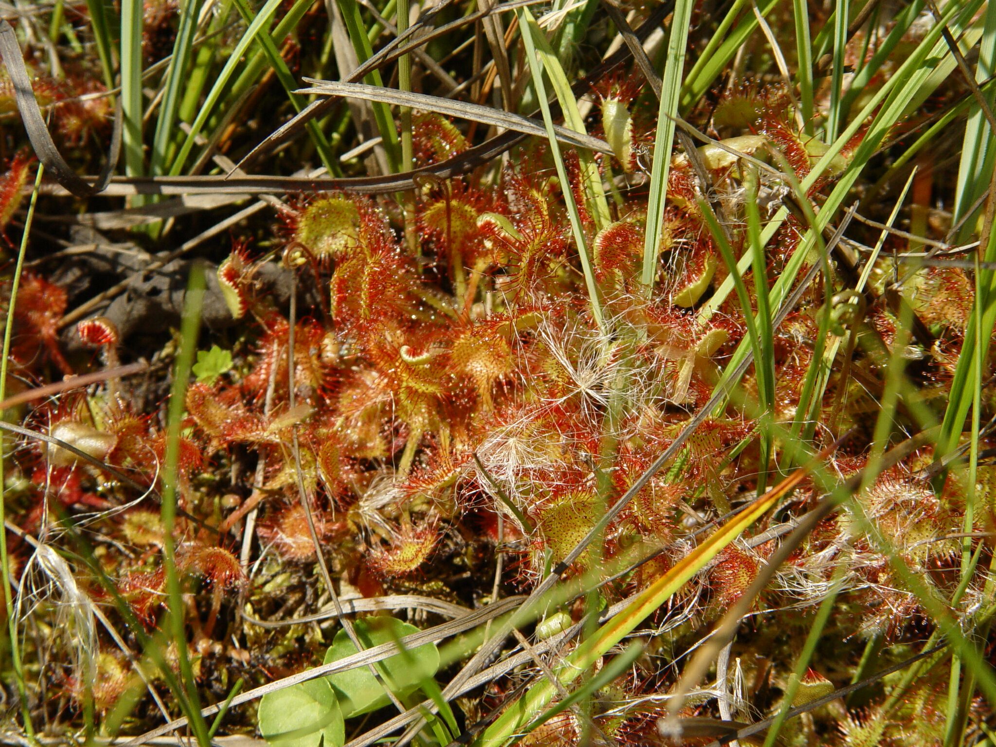 rosnatka okrouhlolistá