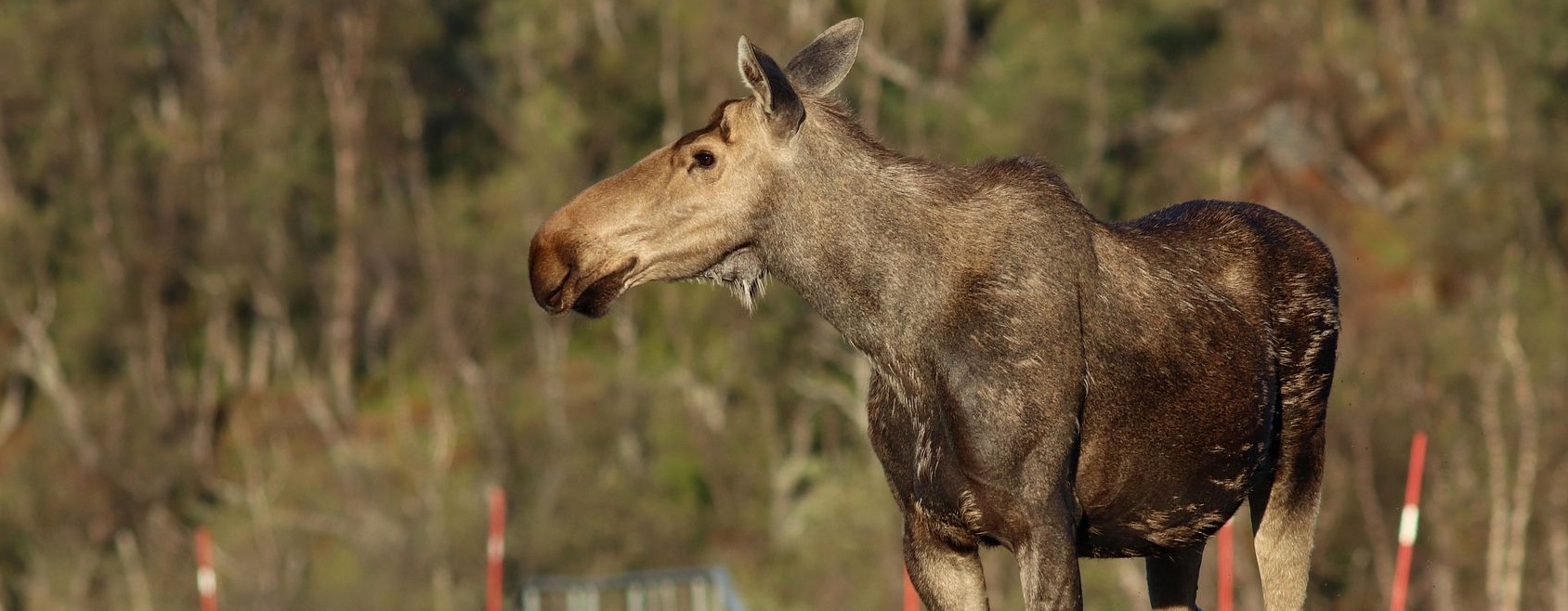 Los evropský, foto Václav Hlaváč