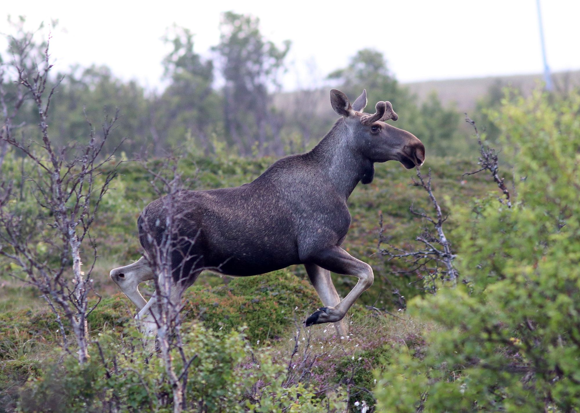Los evropský v severské přírodě, ilustrační foto. Autor: Václav Hlaváč
