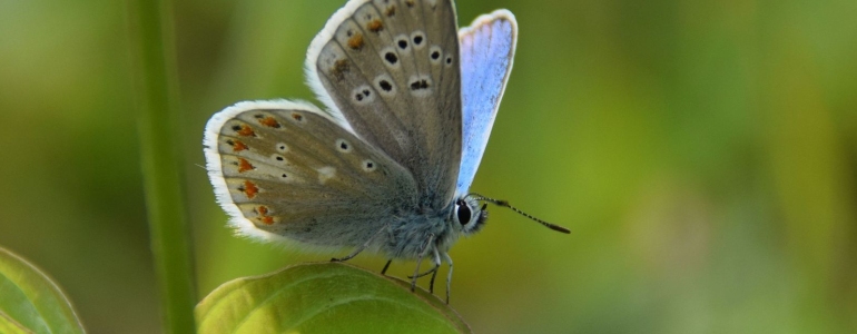 Modrásek komonicový na stéblu trávy.