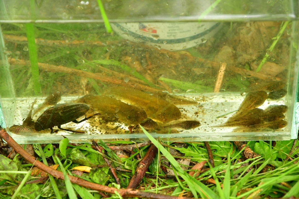 Pulci a potápník v akváriu.