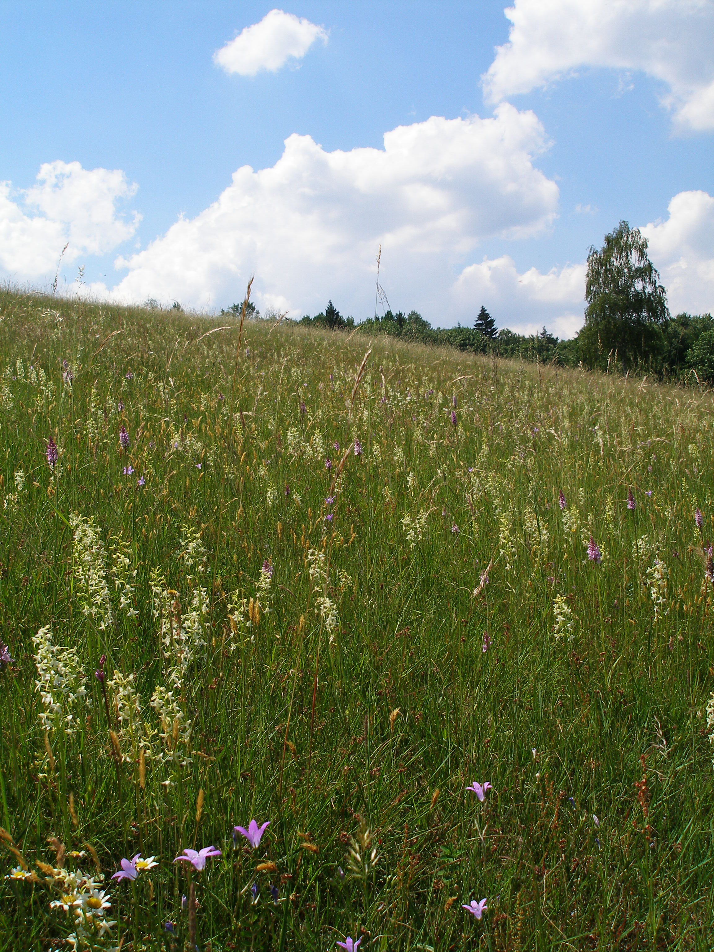 PP Horní luka v květu.