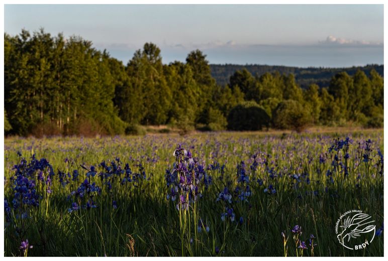 Pohled do louky s převažující modří květů kosatců sibiřských.