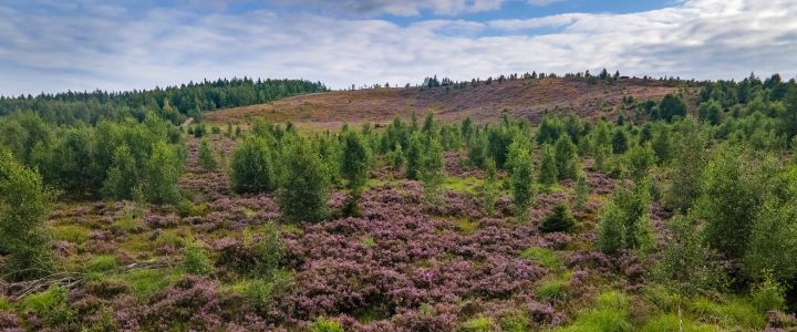 Dronový záběr na břízami zarůstající vřesoviště na dopadové ploše Tok.