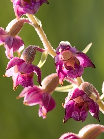 Rozkvetlý kruštík tmavočervený.