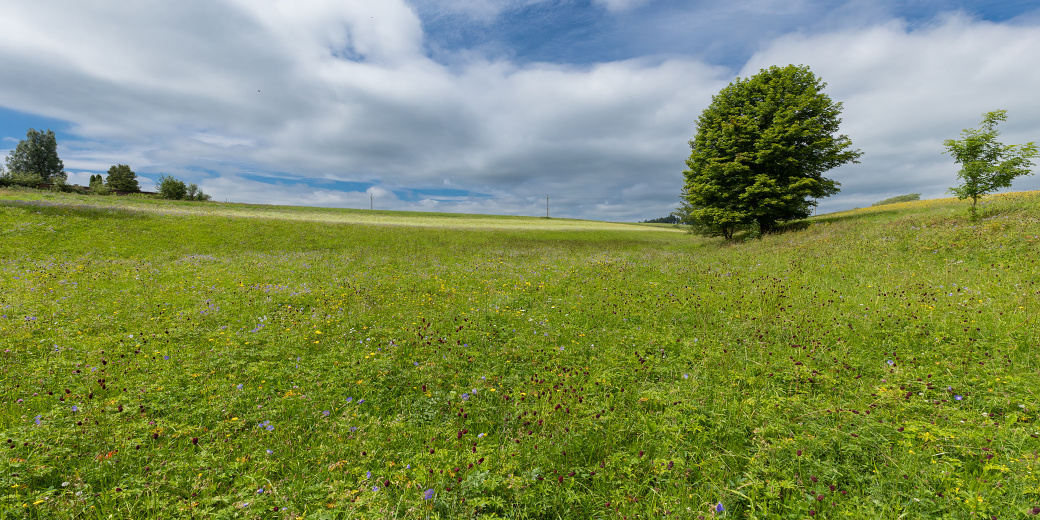Louka s výskytem krvavce. foto Peter Drengubiak