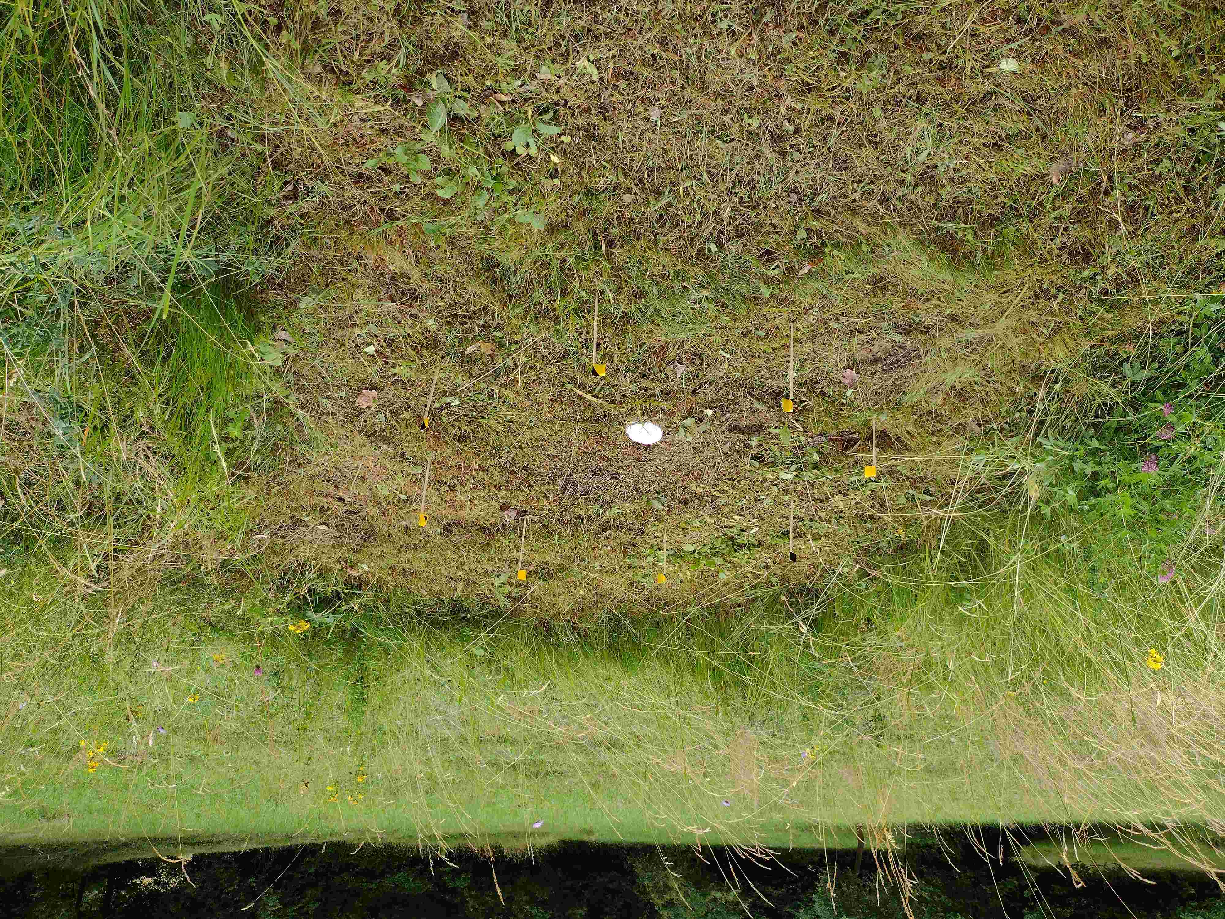 Místo, kde byla hlíza rostliny vysazena, je označeno terčíkem a praporky, autor: Kateřina Tremlová