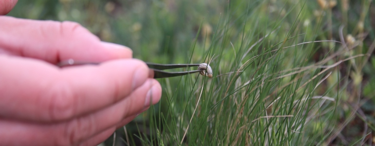 Housenka okáče skalního, foto Ondřej Nitsch