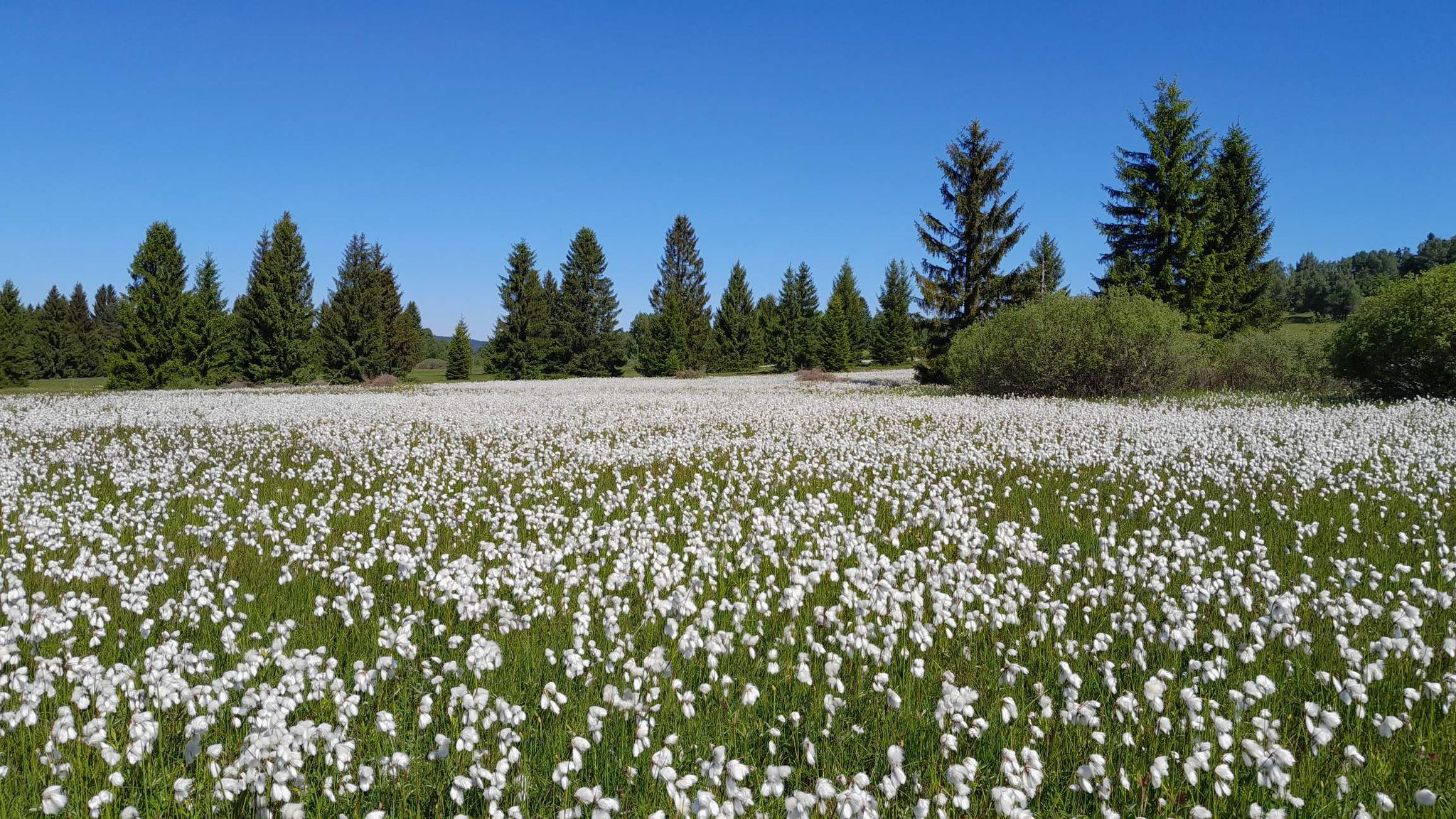 louka plná rozkvetlýchz suchopýrů