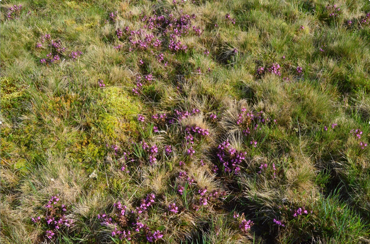 květ všivce lesního 