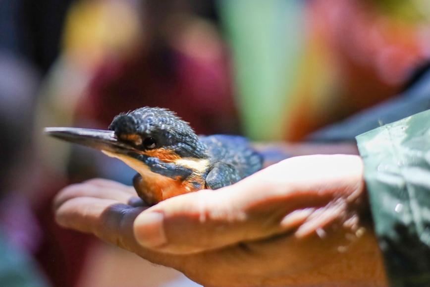 ledňáček chycený do sítě - ukázka lidem