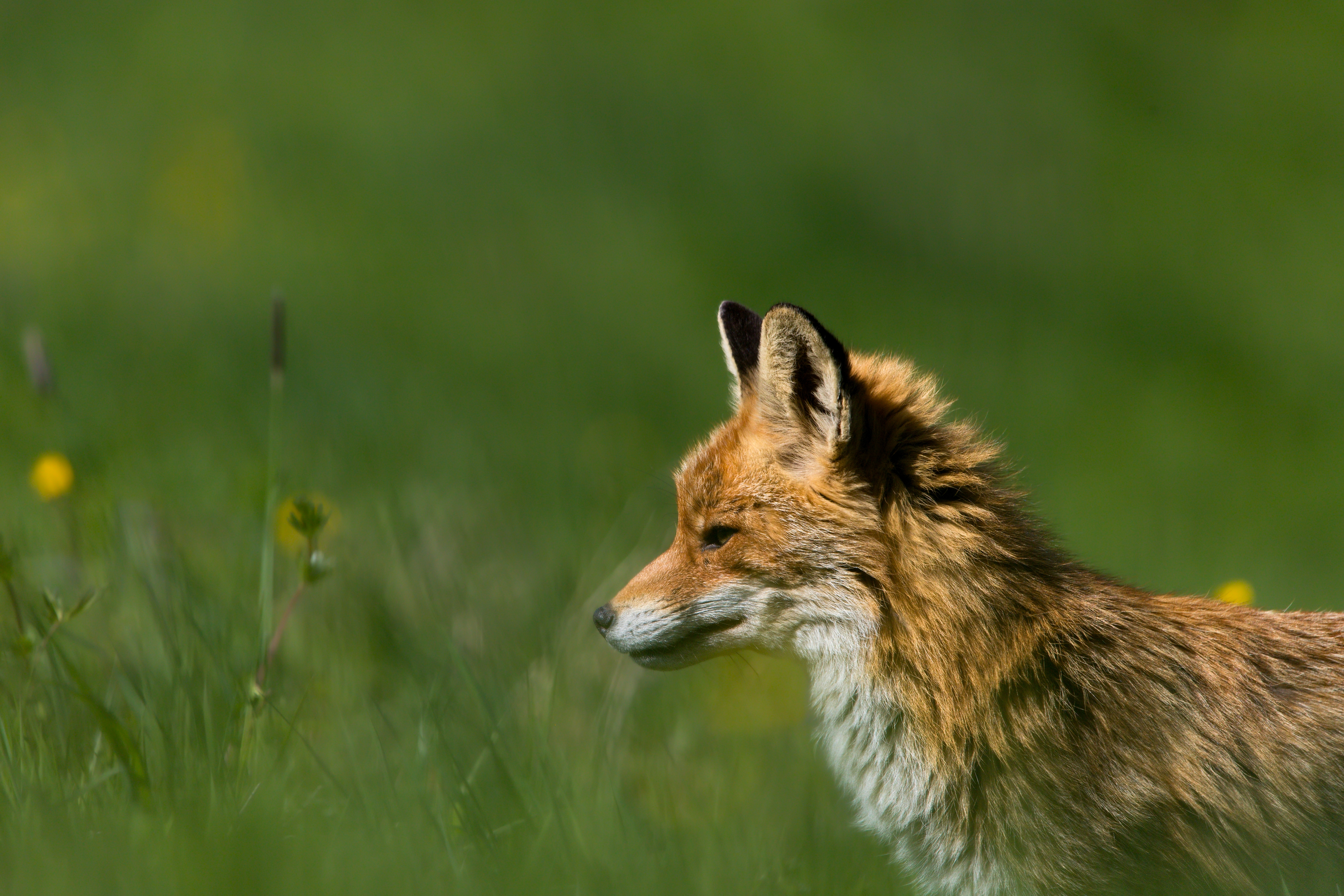 liška obecnná, 2. místo 2025