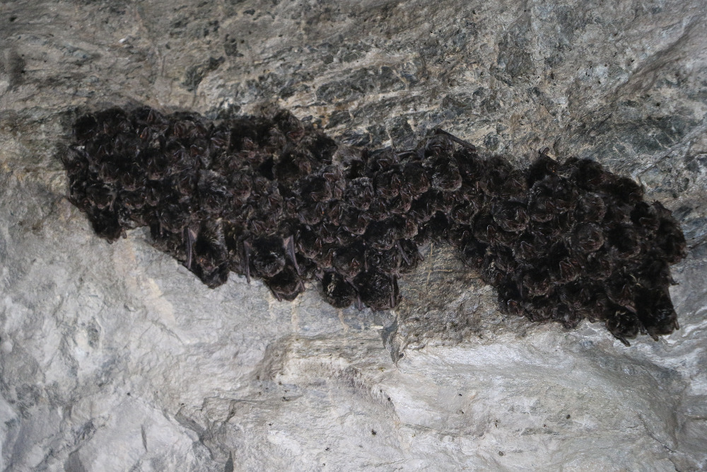 Zimující kolonie netopýrů černých.