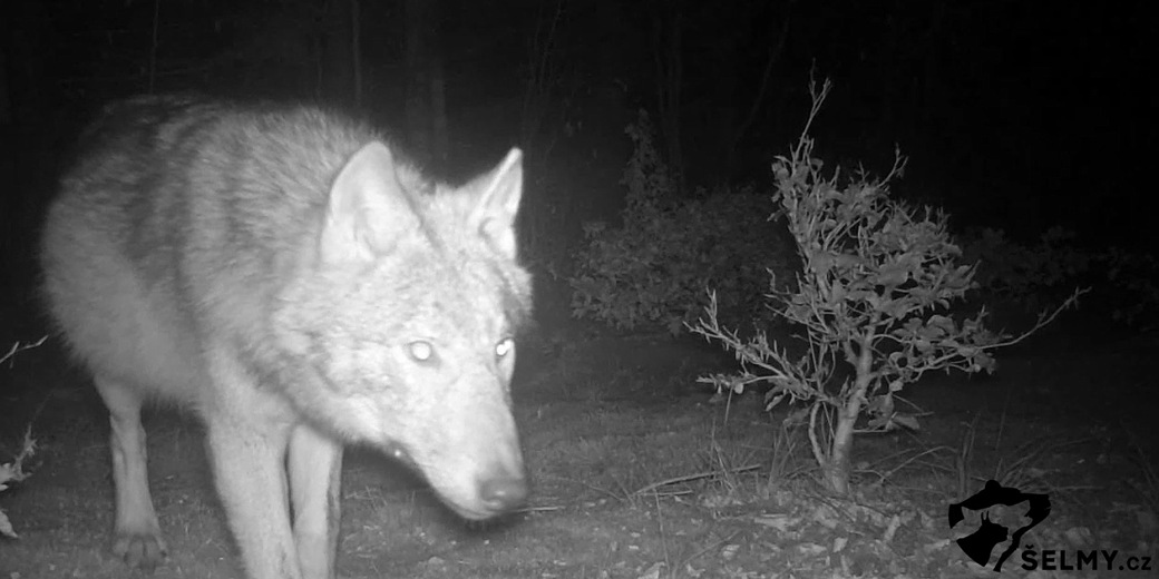 Pohled vlka do fotopasti.