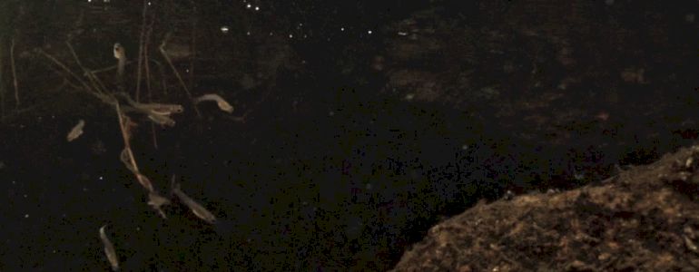 Vysazování pstroužků