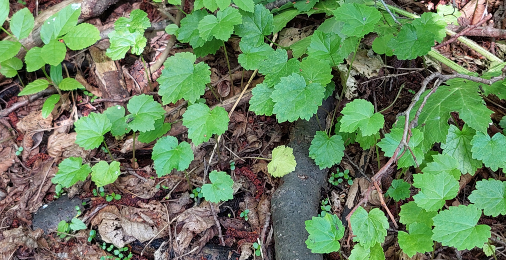 Semenáčky bolševníku velkolepého.