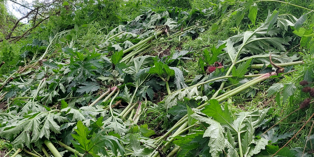 Vyryté rostliny bolševníku.