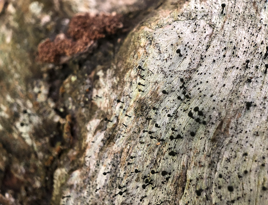 Calicium salicinum.