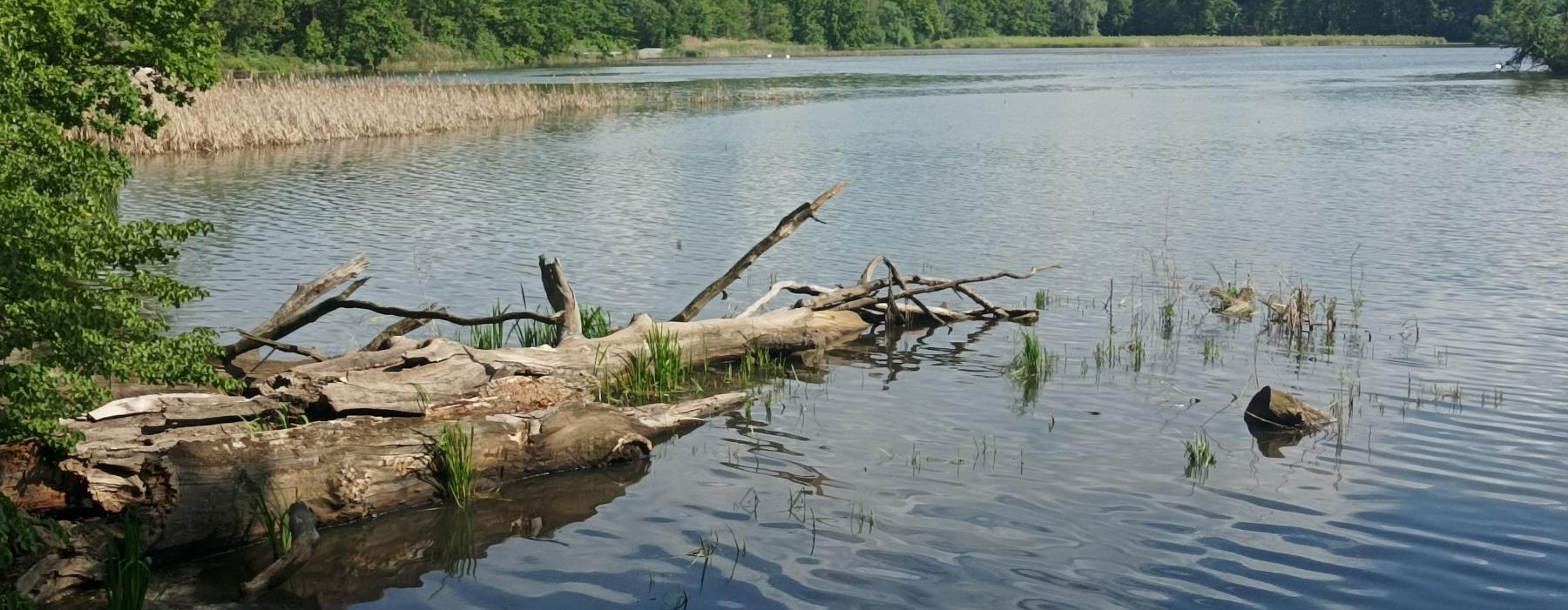 Rybník Nový po znovunapuštění