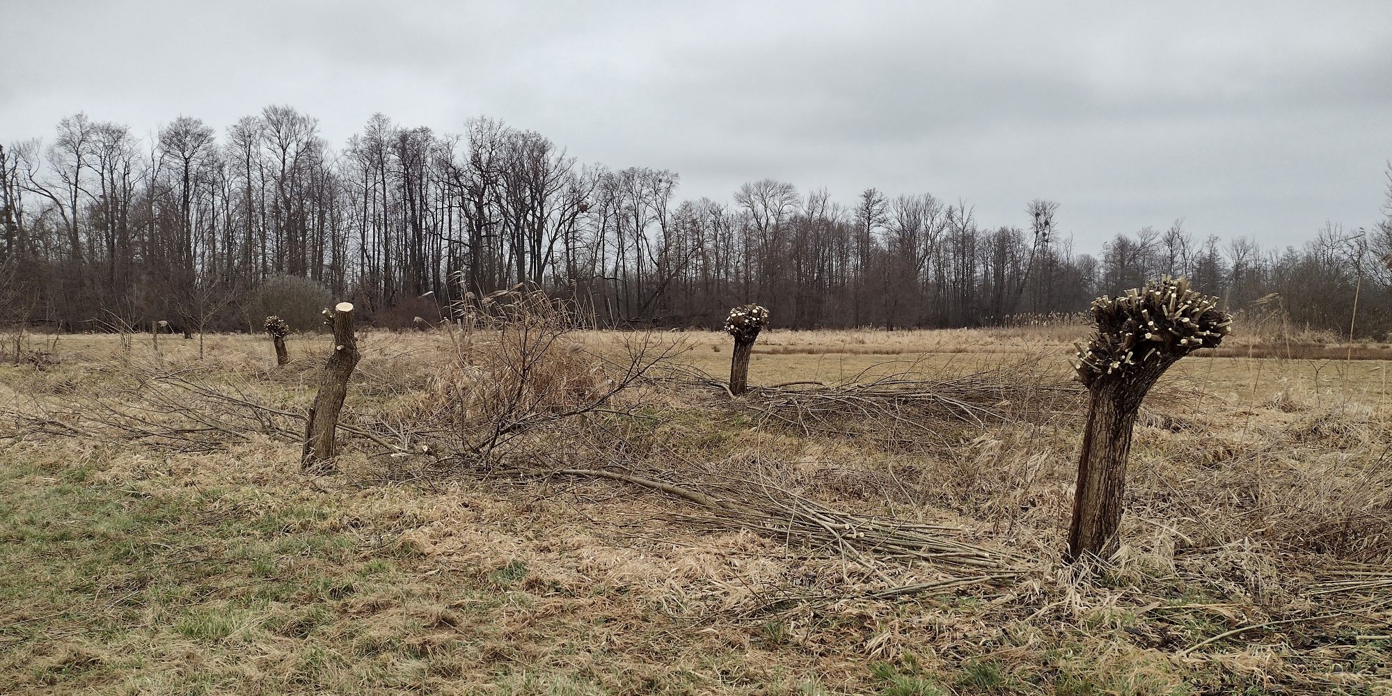 Vrby ořezané na hlavu.