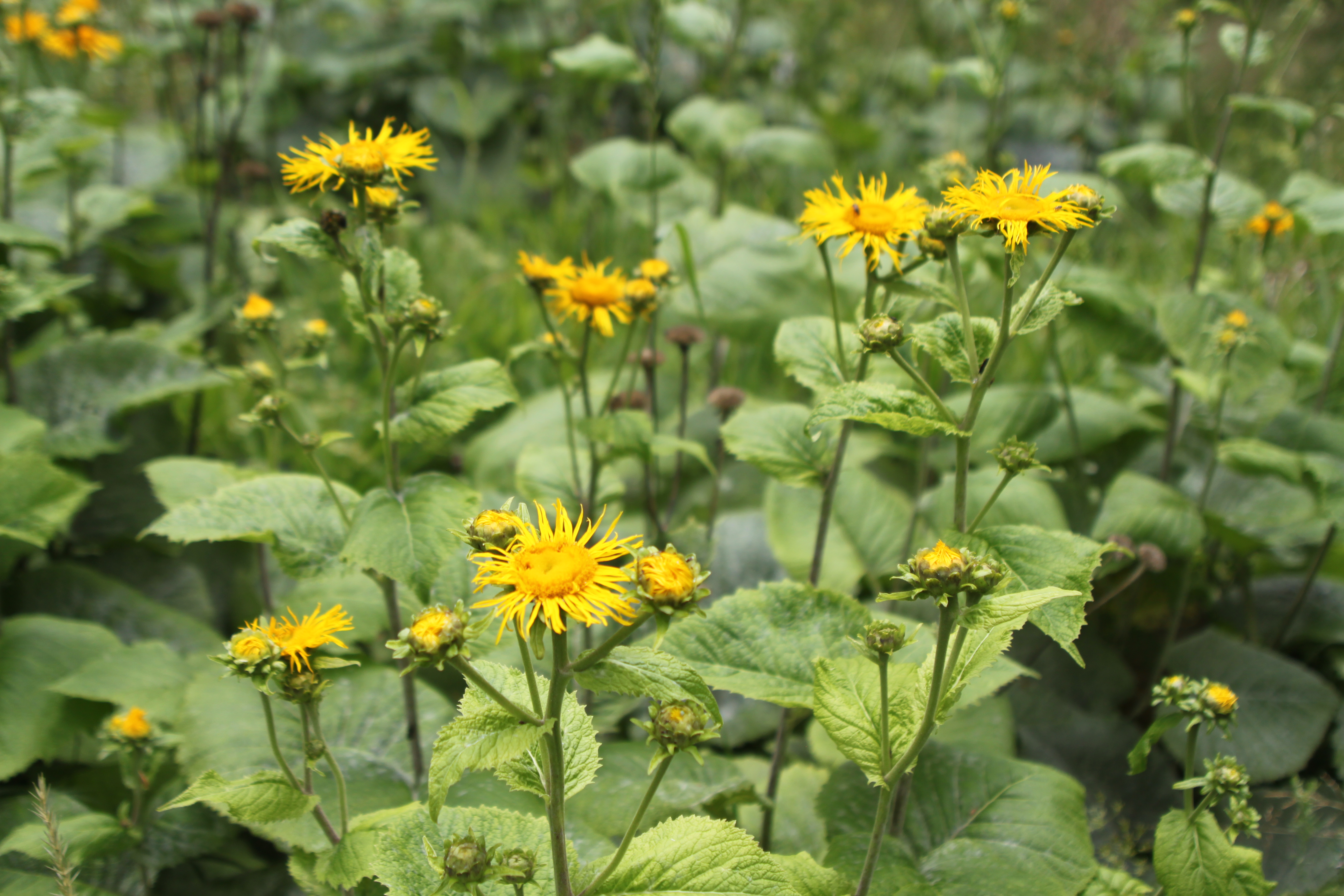 Kolotočník ozdobný