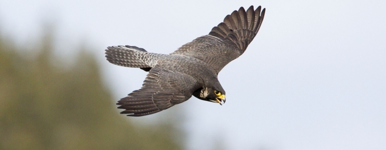 Sokol za letu, foto: Petr Šaj