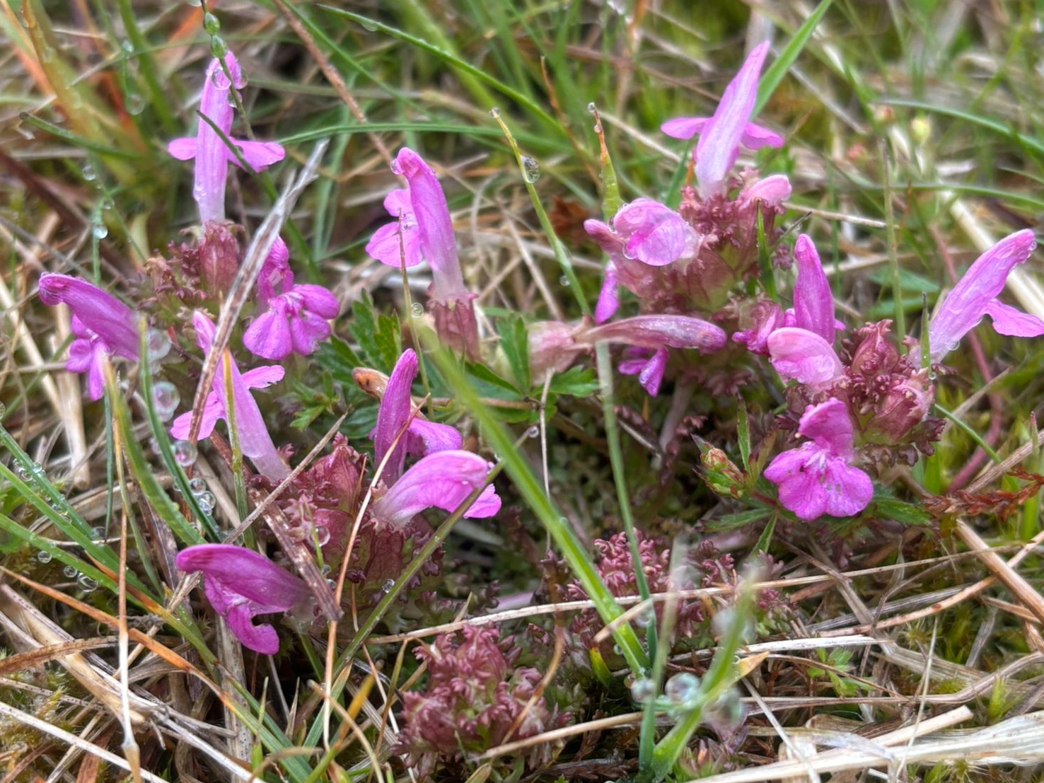 Všivec lesní, nenápadný poklad přirozených vlhkých luk