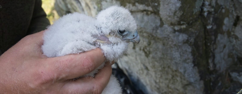 Ochmýřené mládě sokola stěhovavého v ruce ornitologa.