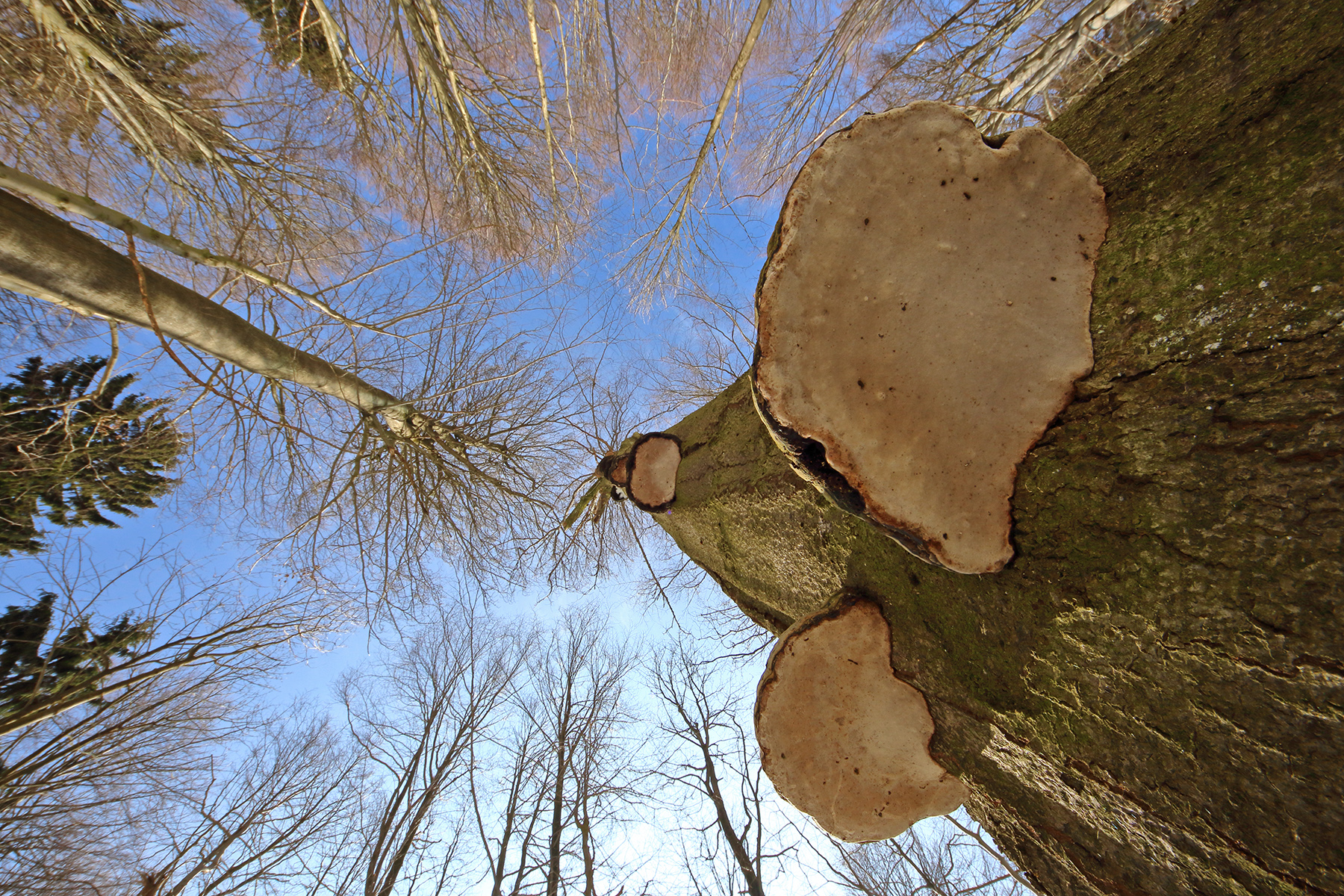 Pohled do korun prastarých buků