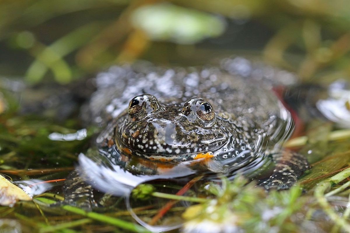 Obojživelníci Žďárských lesů