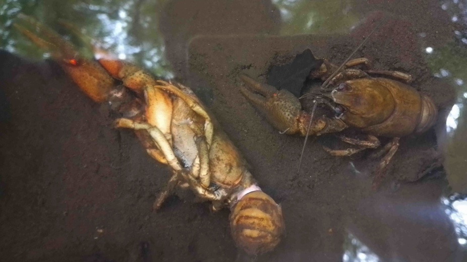 Račí mor v řece chrudimce. Foto Ondřej Machač