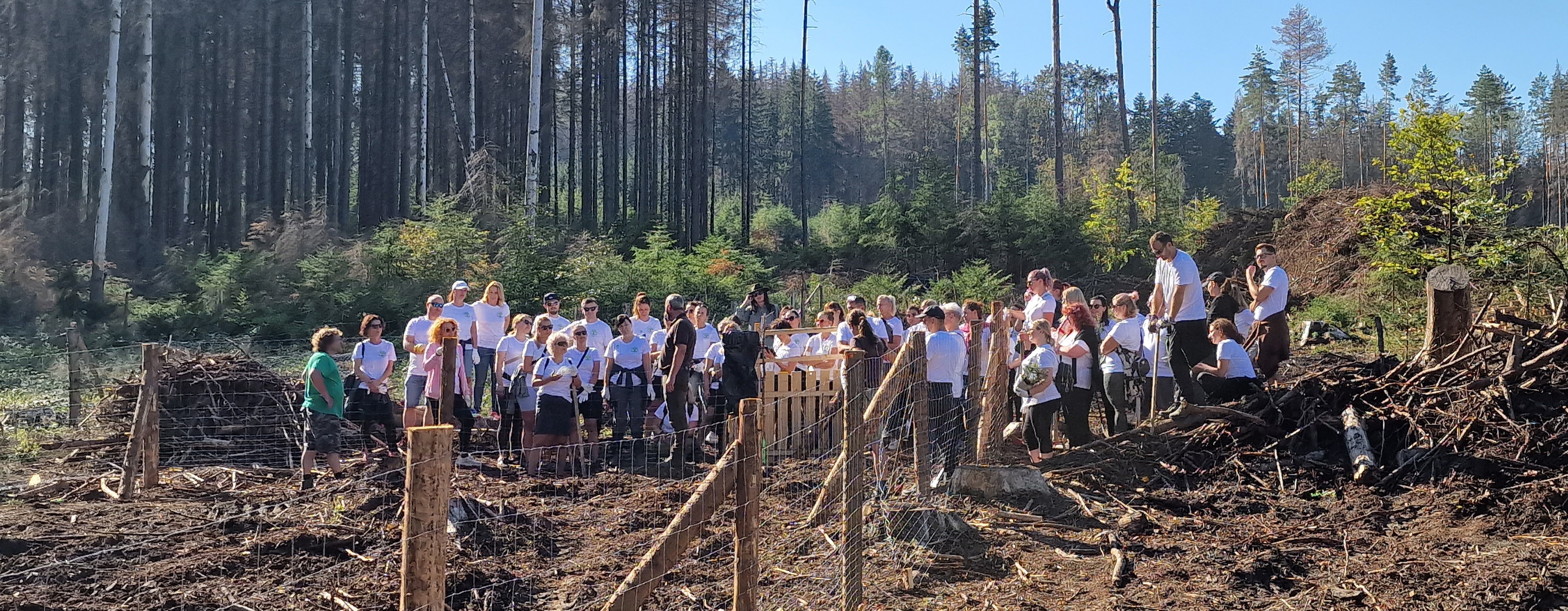 Porada před výsadbou jedlí. Foto: Petra Chyšková