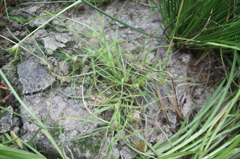 Šáchor Micheliův. Foto: Záboj Hrázský