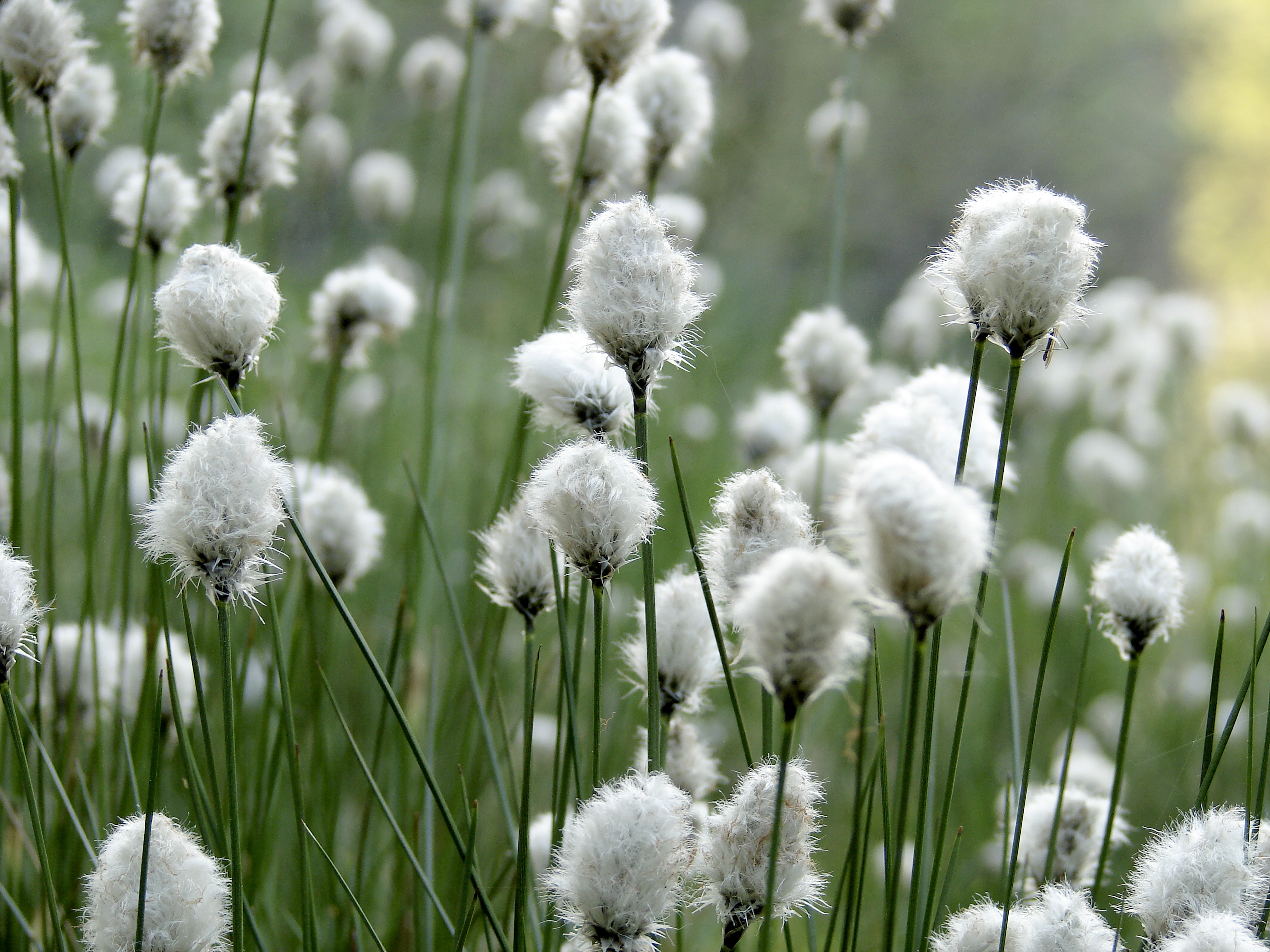 suchopýr pochvatyý