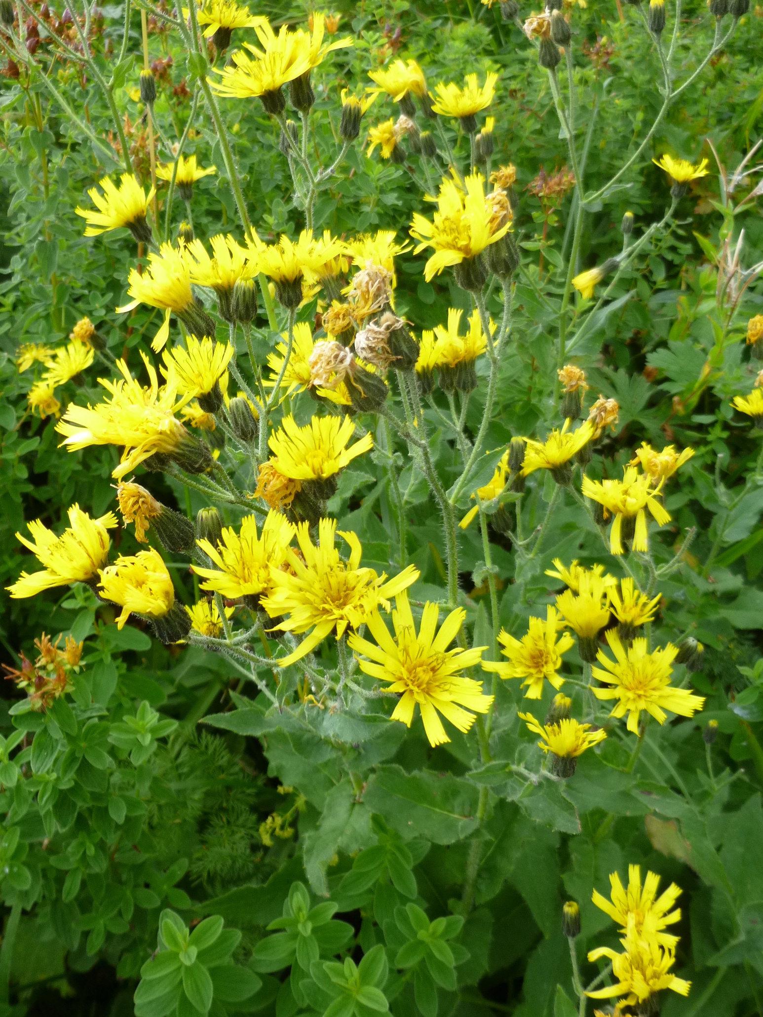 Hieracium prenanthoides