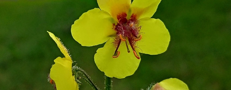 divizna švábovitá (Verbascum blattaria) v EVL Litovelské Pomoraví